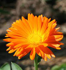 Calendula - Bright Orange