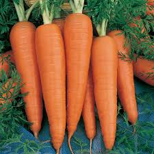 Carrot - St. Valery