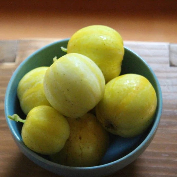 Cucumber - Lemon