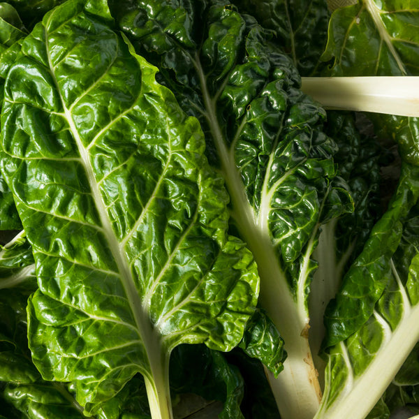 Swiss chard - Fordhook Giant
