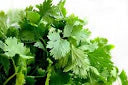 Cilantro - Slo-Bolt
